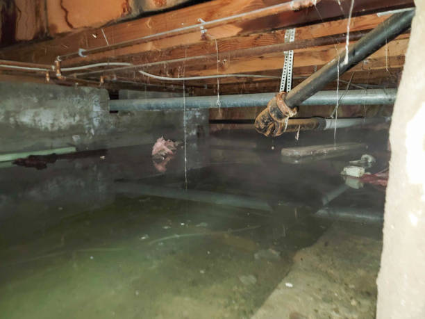 Best 24-hour water damage restoration  in Hazel Green, AL